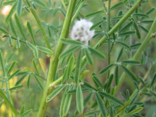 Roundhead Prairie Clover (Dalea multiflora)