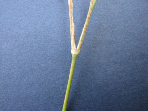 Deptford Pink (Dianthus armeria)