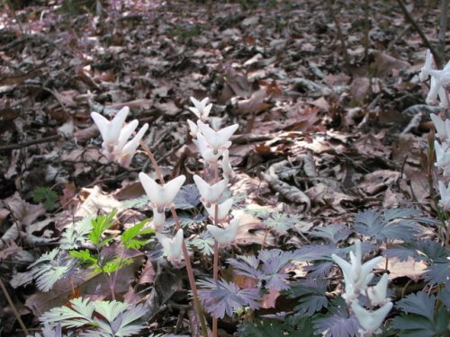 Dutchman's Breeches (Dicentra cucullaria)