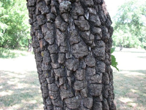 Persimmon (Diospyros virginiana)