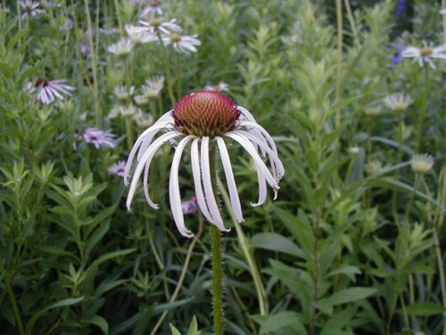 Pale Coneflower (Echinacea pallida)