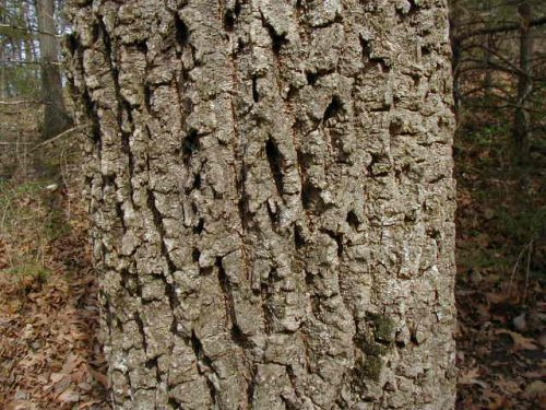 Green Ash (Fraxinus pennsylvanica)