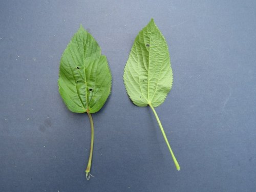 Rough pod copperleaf (Acalypha ostryifolia)