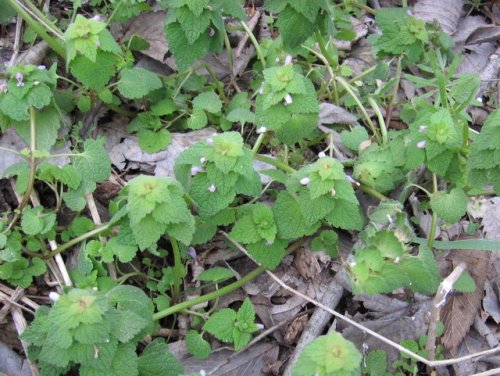 Purple Deadnettle (Lamium purpureum)