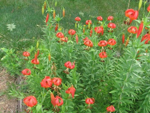 Michigan Lily (Lilium michiganense)