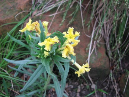 Fringed Puccoon (Lithospermum incisum)