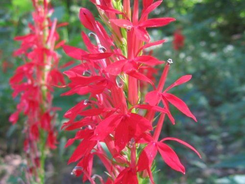 Cardinal Flower (Lobelia cardinalis)