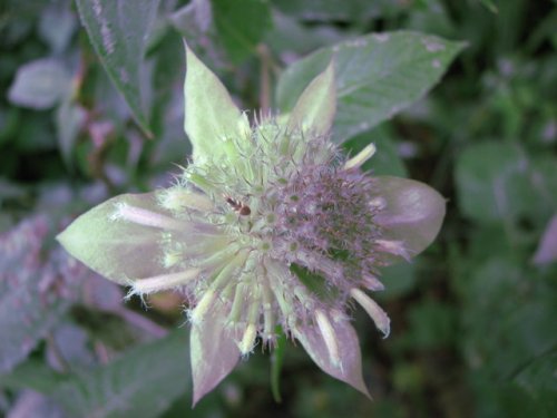 Mint-leaf Beebalm (Monarda fistulosa)