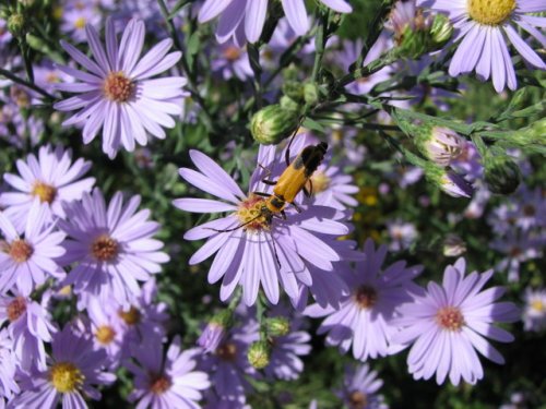 Smooth blue aster (Aster laevis)