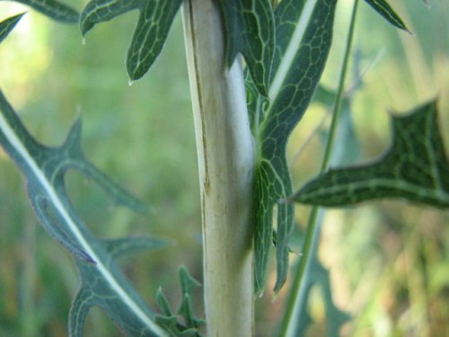 Willow Leafed Lettuce (Lactuca saligna)