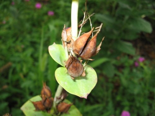 Large-flower beardtongue (Penstemon grandiflorus)