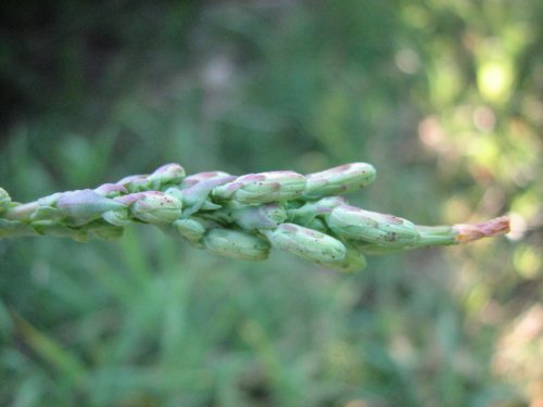 Prickly Lettuce (Lactuca serriola)