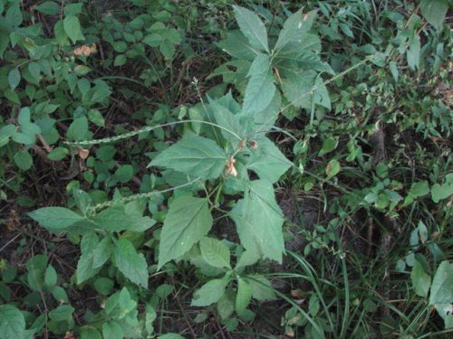 American Lopseed (Phryma leptostachya)