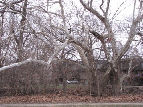 Common Sycamore (Platanus occidentalis)