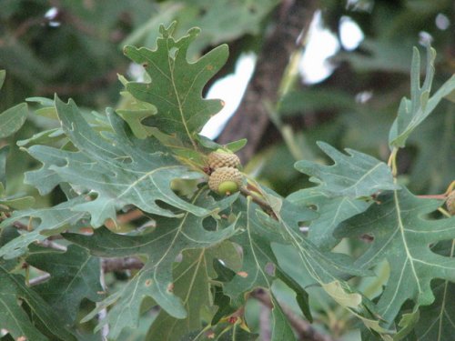 White Oak (Quercus alba)