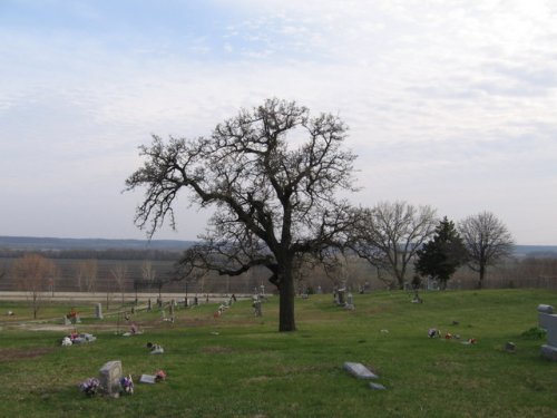 Black Jack Oak (Quercus marilandica)