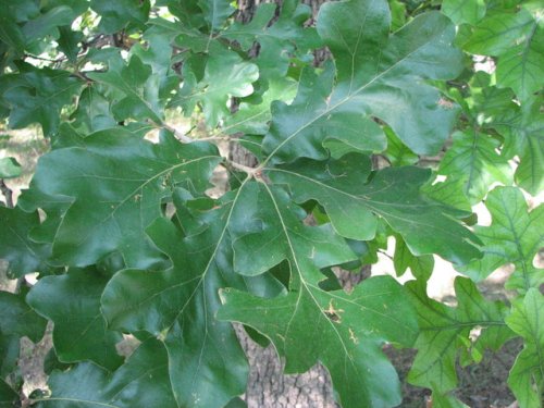 Post Oak (Quercus stellata)