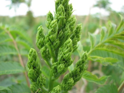 Smooth Sumac (Rhus glabra)