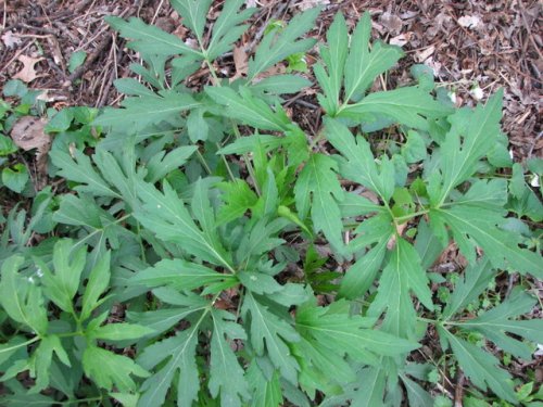 Cutleaf Coneflower (Rudbeckia laciniata)