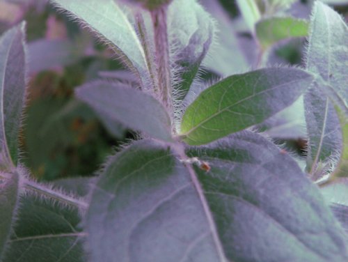 Prairie Petunia (Ruellia humilis)