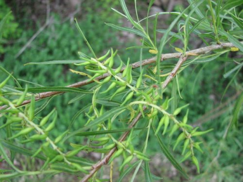 Sandbar Willow (Salix exigua)