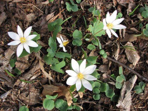 Bloodroot (Sanguinaria canadensis)