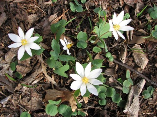 Bloodroot (Sanguinaria canadensis)