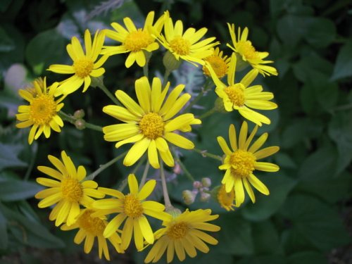 Prairie Ragwort (Packera plattensis)