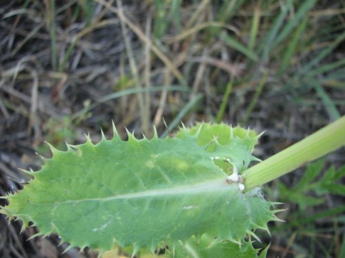 Prickly sow thistle (Sonchus asper)