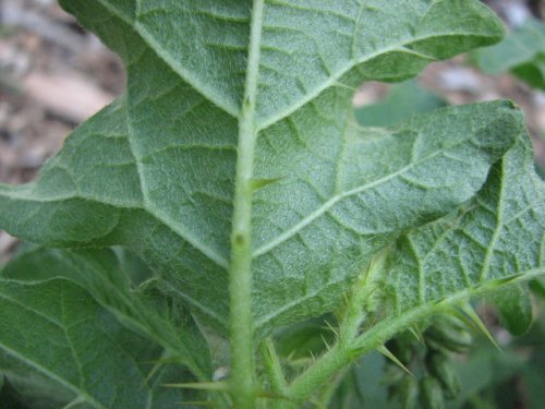 Carolina Horse Nettle (Solanum carolinense)