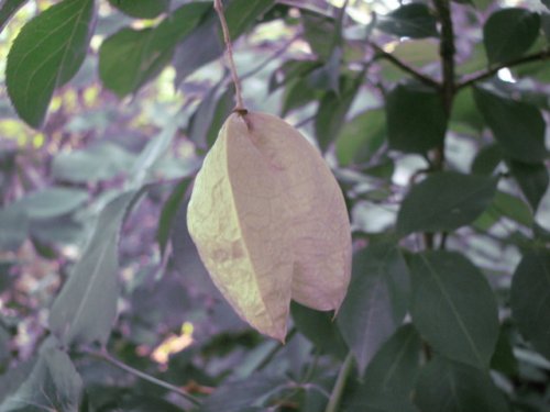 Bladdernut (Staphylea trifolia)