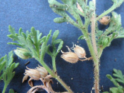 Narrowleaf Paleseed (Leucospora multifida)