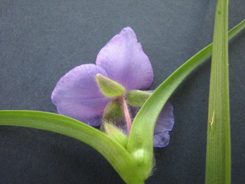 Bracted Spiderwort (Tradescantia bracteata)