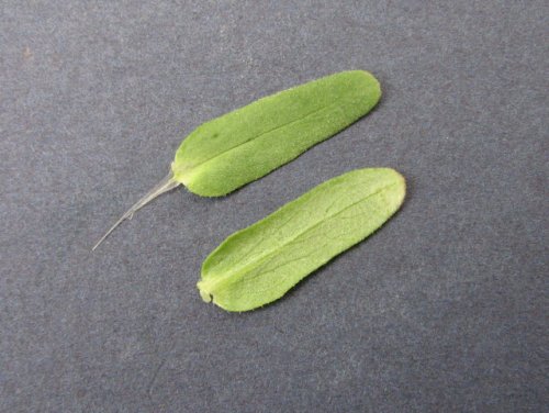 Beaked Cornsalad (Valerianella radiata)