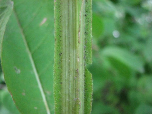 Wingstem (Verbesina alternifolia)