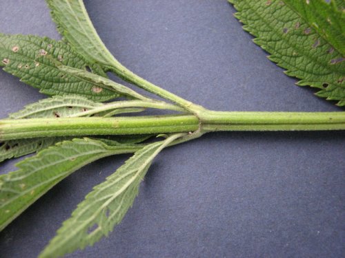 Blue Verbena (Verbena hastata)