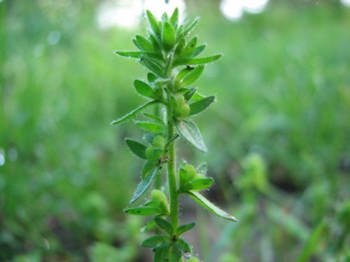 Corn Speedwell (Veronica arvensis)