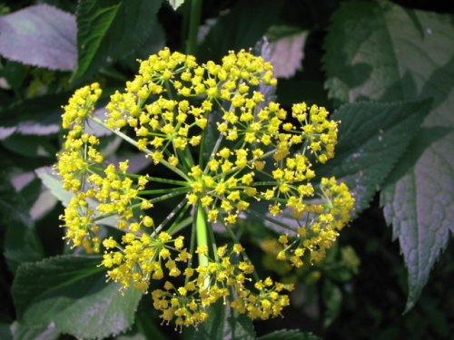 Golden Alexanders (Zizia aurea)
