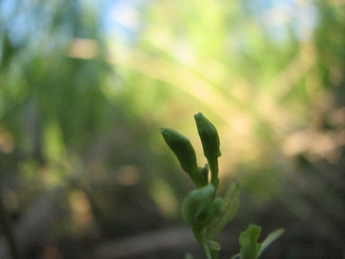 Loesel's twayblade (Liparis loeselii)