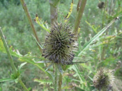 Cut Leaf Teasel (Dipsacus laciniatus)