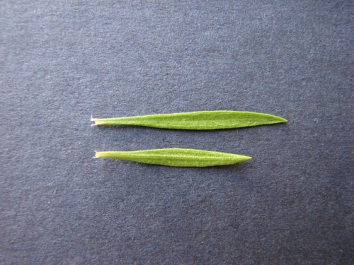 Prairie Broomweed (Amphiachyris dracunculoides)