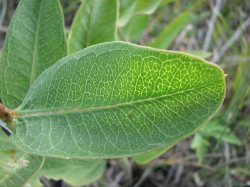 Green Milkweed (Asclepias viridiflora)