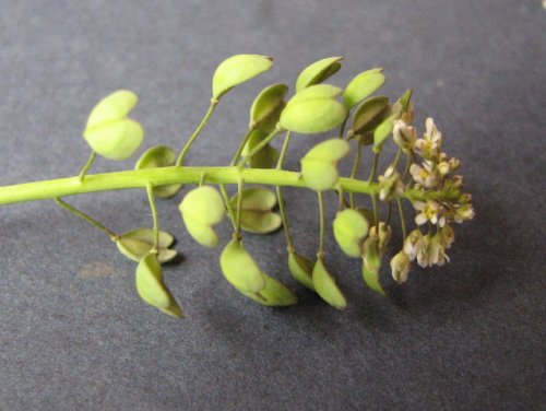 clasping-leaf pepper-grass (Lepidium perfoliatum)