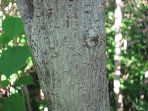 Paper Mulberry (Broussonetia papyrifera)