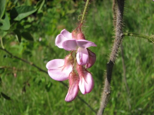 Bristly Locust (Robinia hispida)