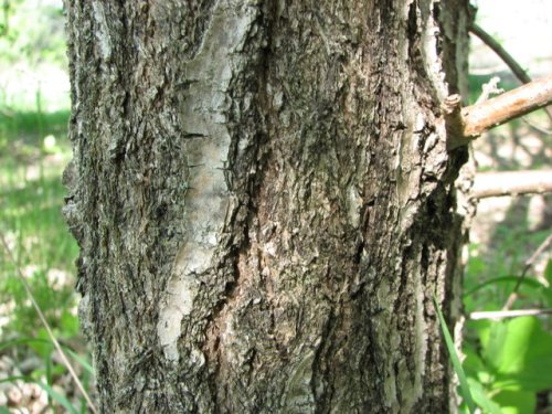 Chinese Fringe Tree (Chionanthus retusa)