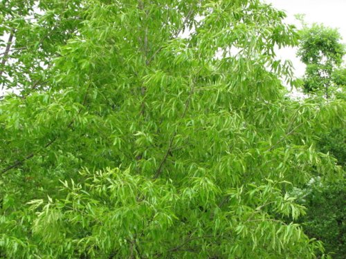 Sawtooth Oak (Quercus acutissima)