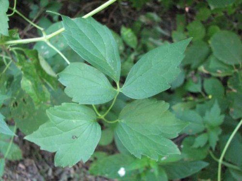 Virginia Clematis (Clematis virginiana)