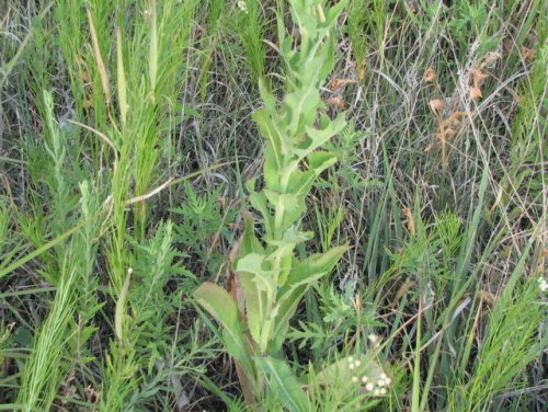 Western Wild Lettuce (Lactuca ludoviciana)