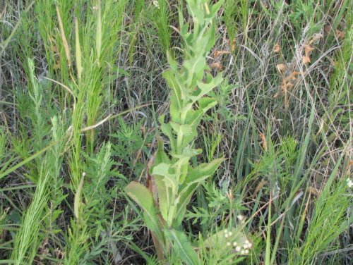 Western Wild Lettuce (Lactuca ludoviciana)